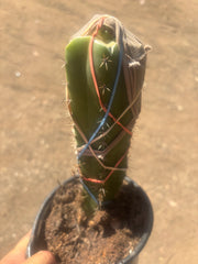 💎🌶️🌶️ NOM — Pup Graft On Seed Grown Rooted Stock