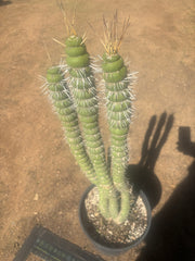 💎👑💎🦄 Varispiralis  — Stunning XL Tri-Column Rooted Showpiece