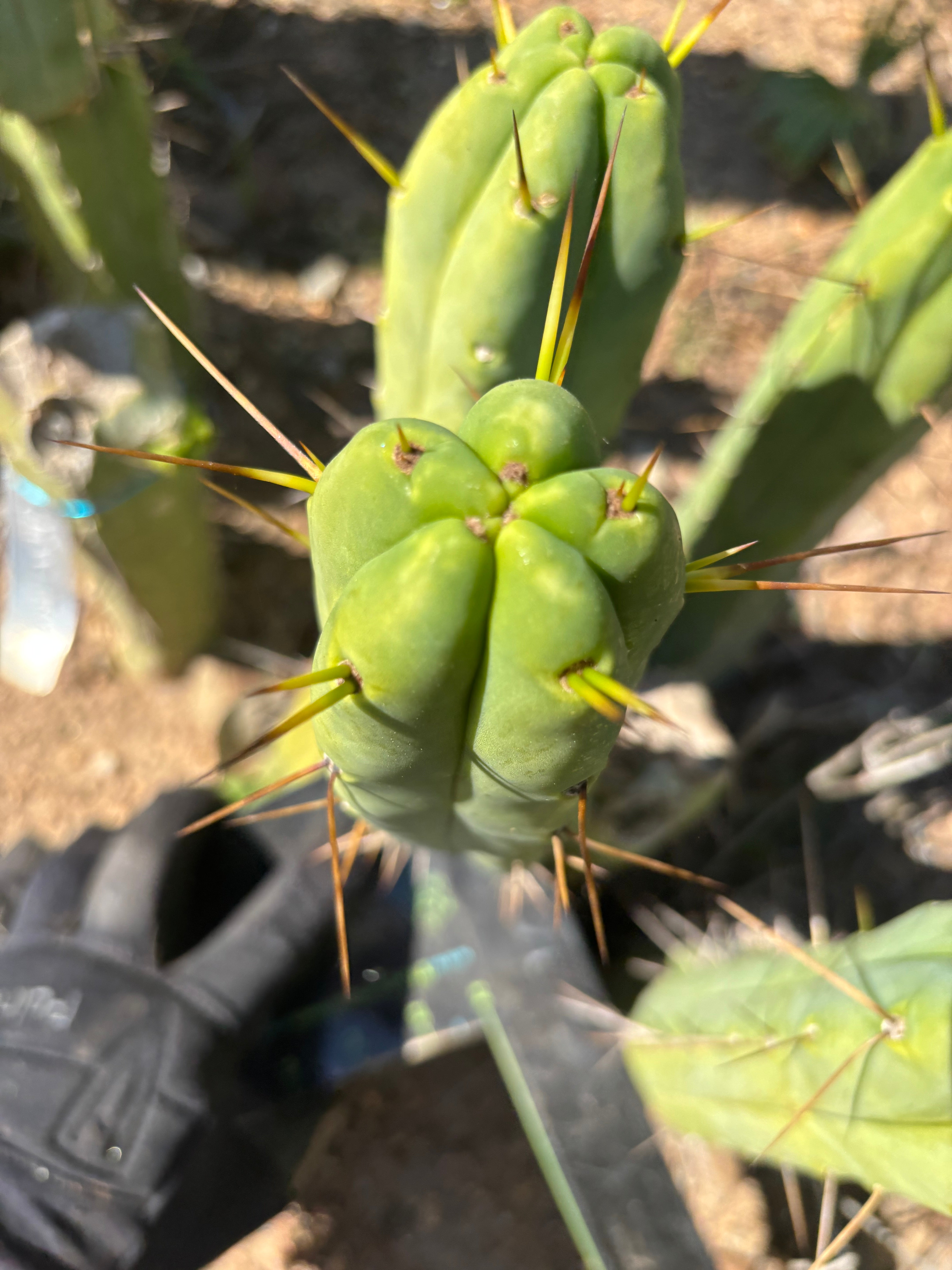 👑🌶️🌶️  Another Jiimz Twin  — 10” Pup