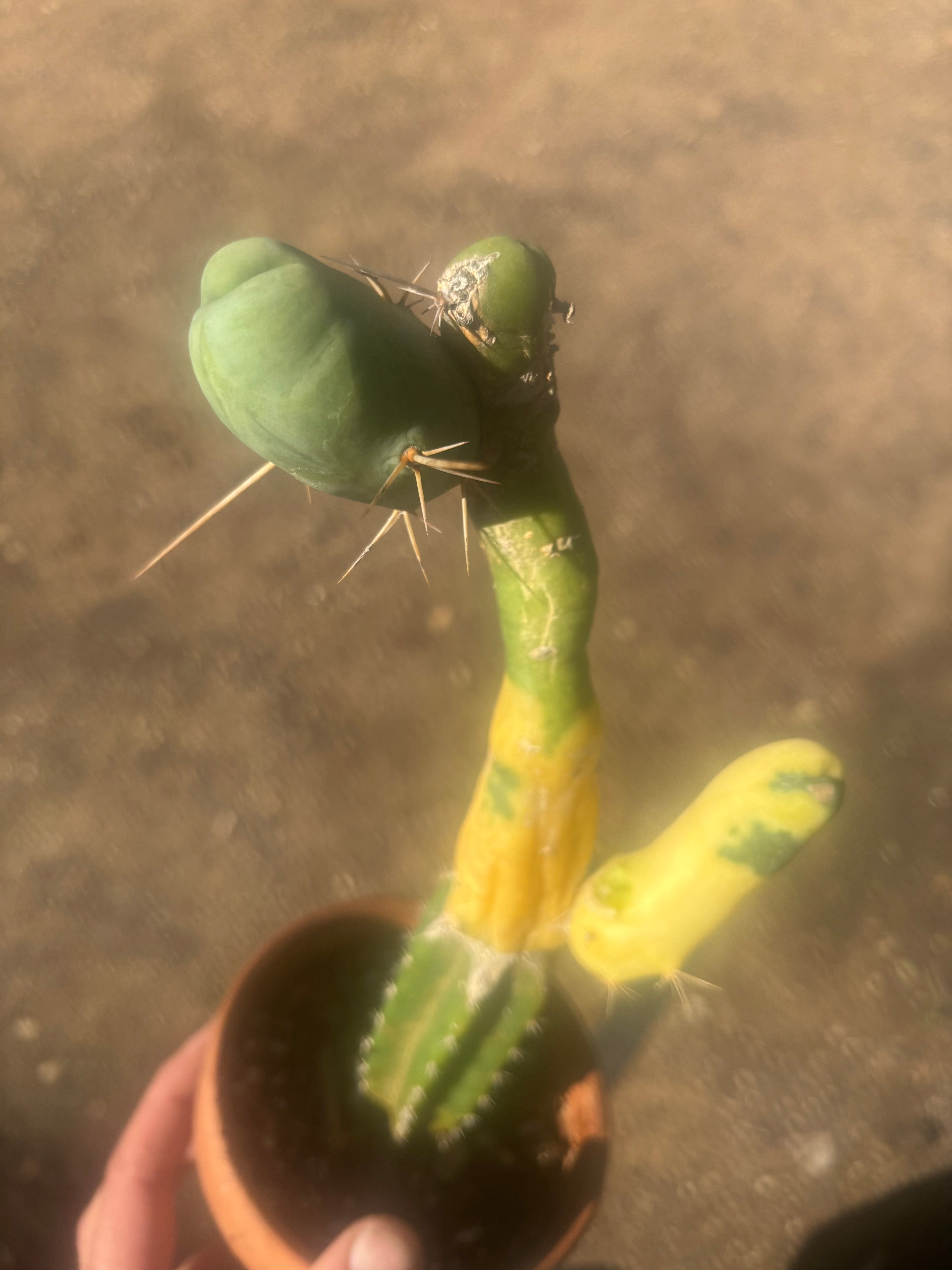 💎👑💎🌶️🌶️ TBM-b Variegated— Long Established Graft on Rooted Stock