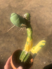 💎👑💎🌶️🌶️ TBM-b Variegated— Long Established Graft on Rooted Stock