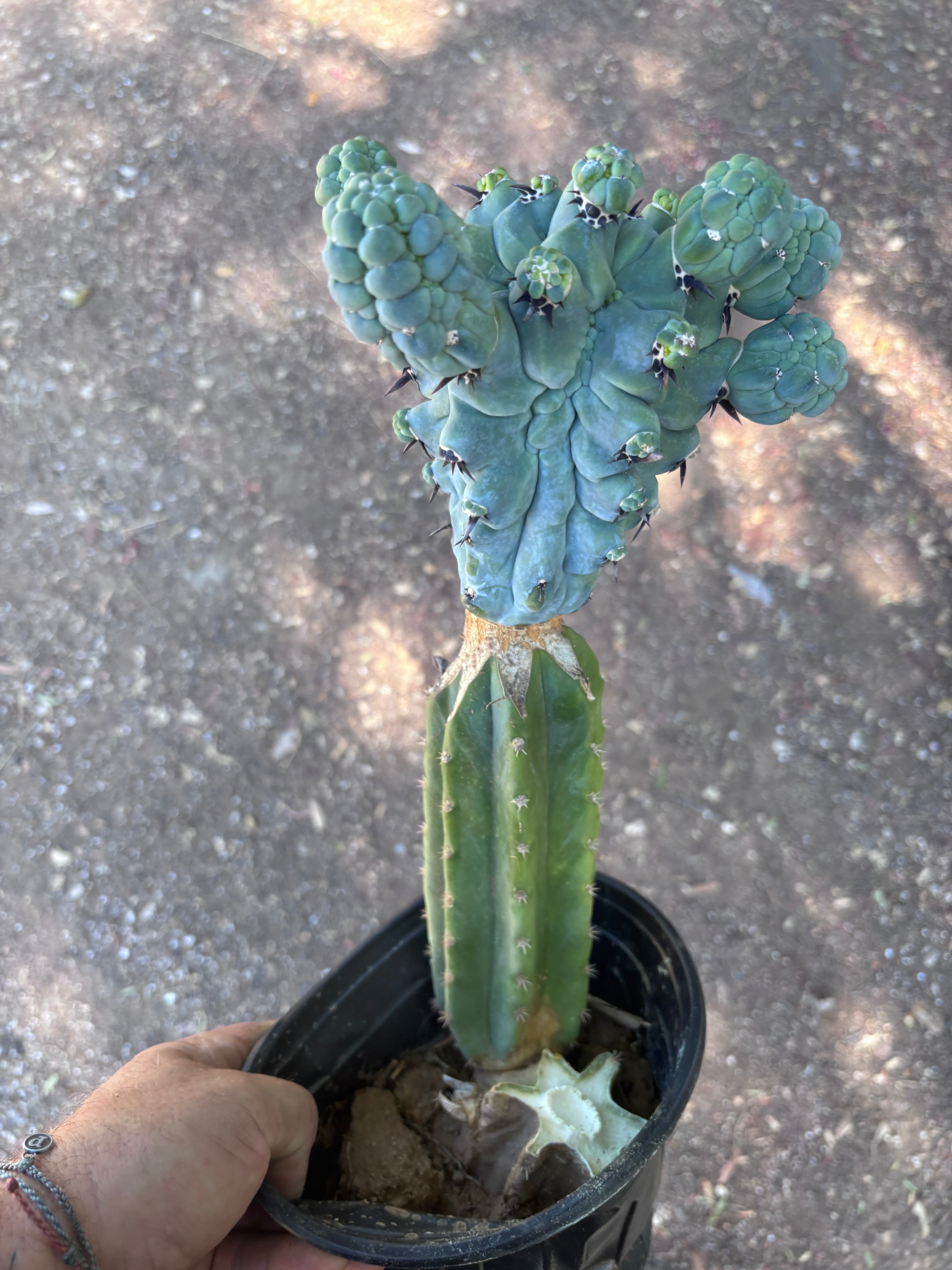 💎👑💎 Glorp — XL Rooted Pupsplosion Graft