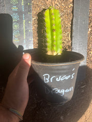 👑💎 Bruce’s Dragon — Pup Graft On Seed Grown Rooted Stock
