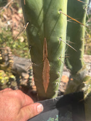 💎👑🌶️ Platform 9 3/4  — 10” Tip