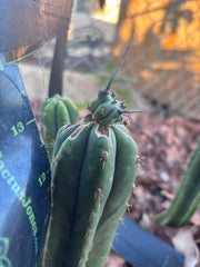 🦄 👑 M Stacker — Fully Rooted Graft