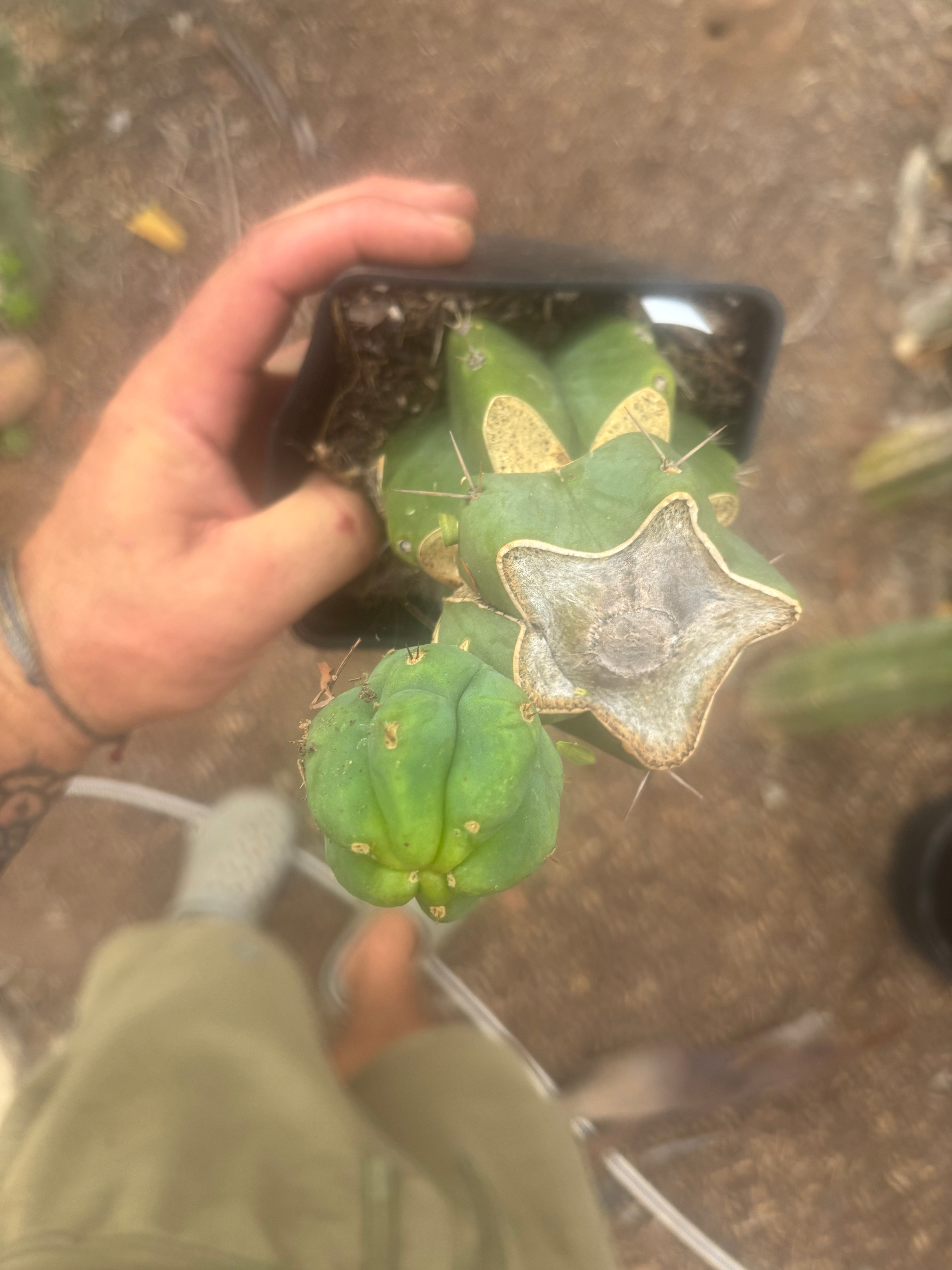 💎👑🌶️ Platform 9 3/4  — Established Puck Graft w/ Pup on Rooted PC