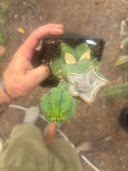 💎👑🌶️ Platform 9 3/4  — Established Puck Graft w/ Pup on Rooted PC