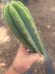 👑🌶️🌶️ Landfill — 11” Tip