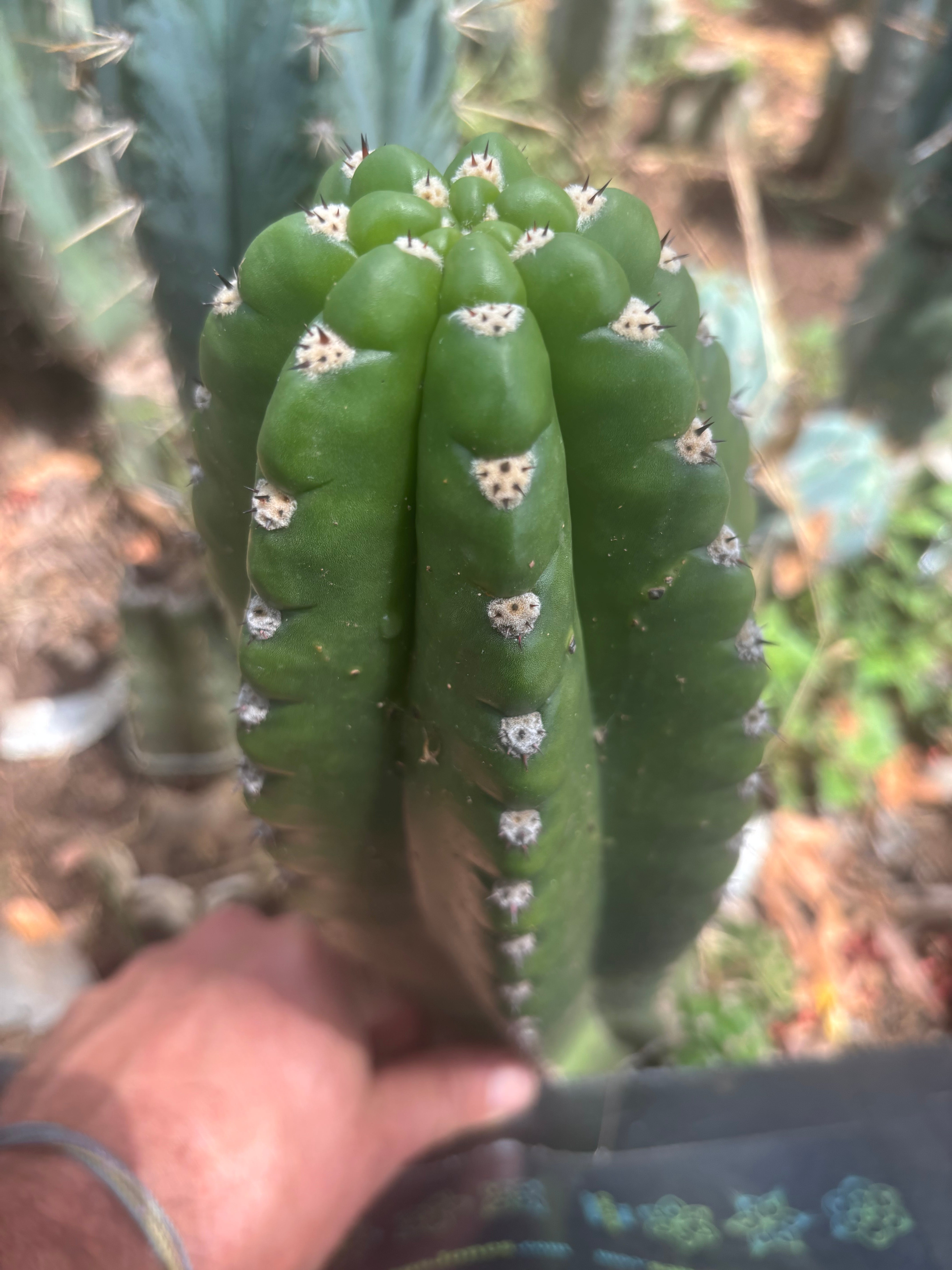 💎🦄 JS444 x Pluto (Cross Genus!) — 9” Tip