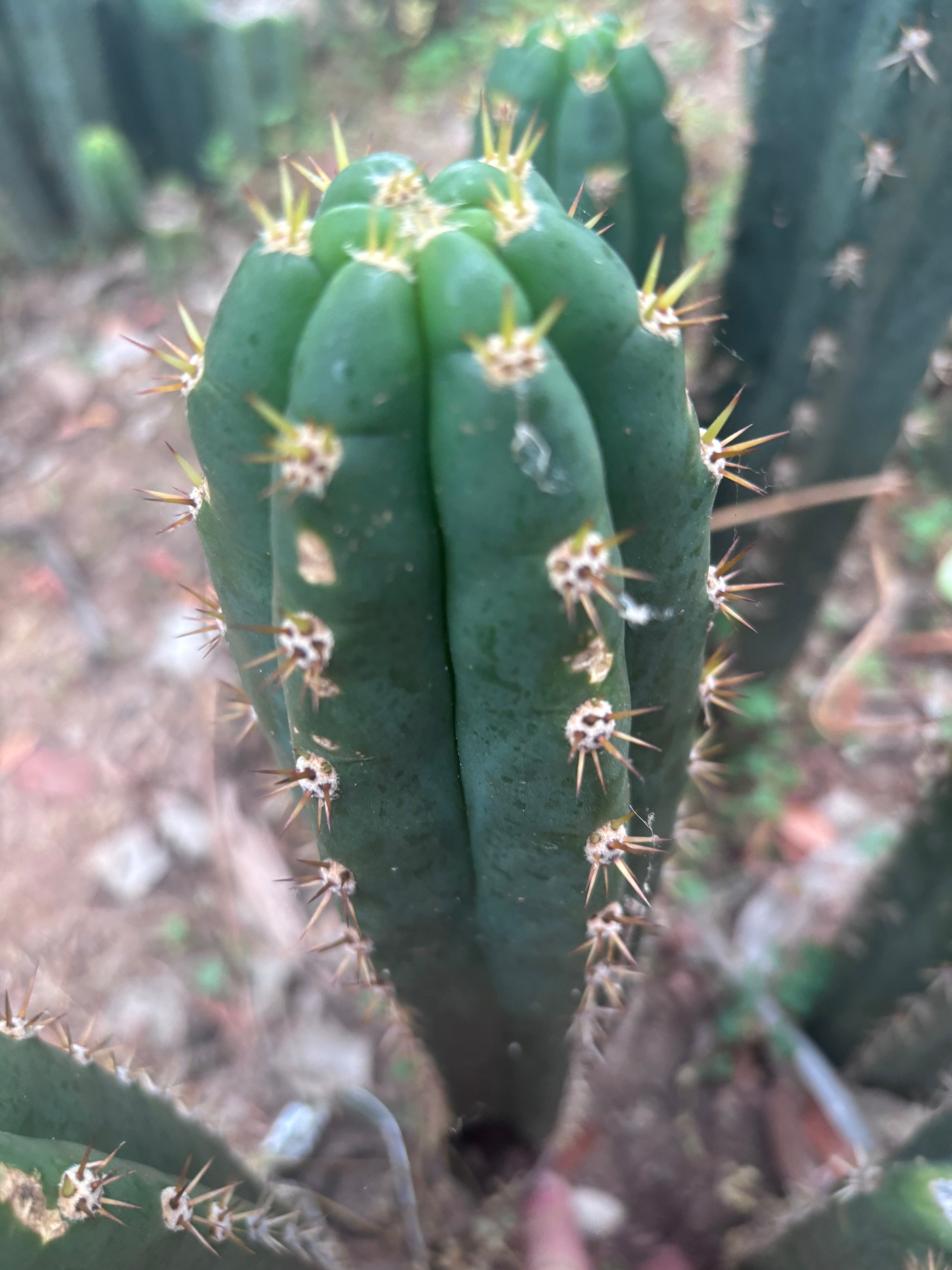 👑🌶️ Huancabamba— 13” Tip