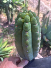 💎👑🌶️ Ichoca — BEEFY 9” Pup