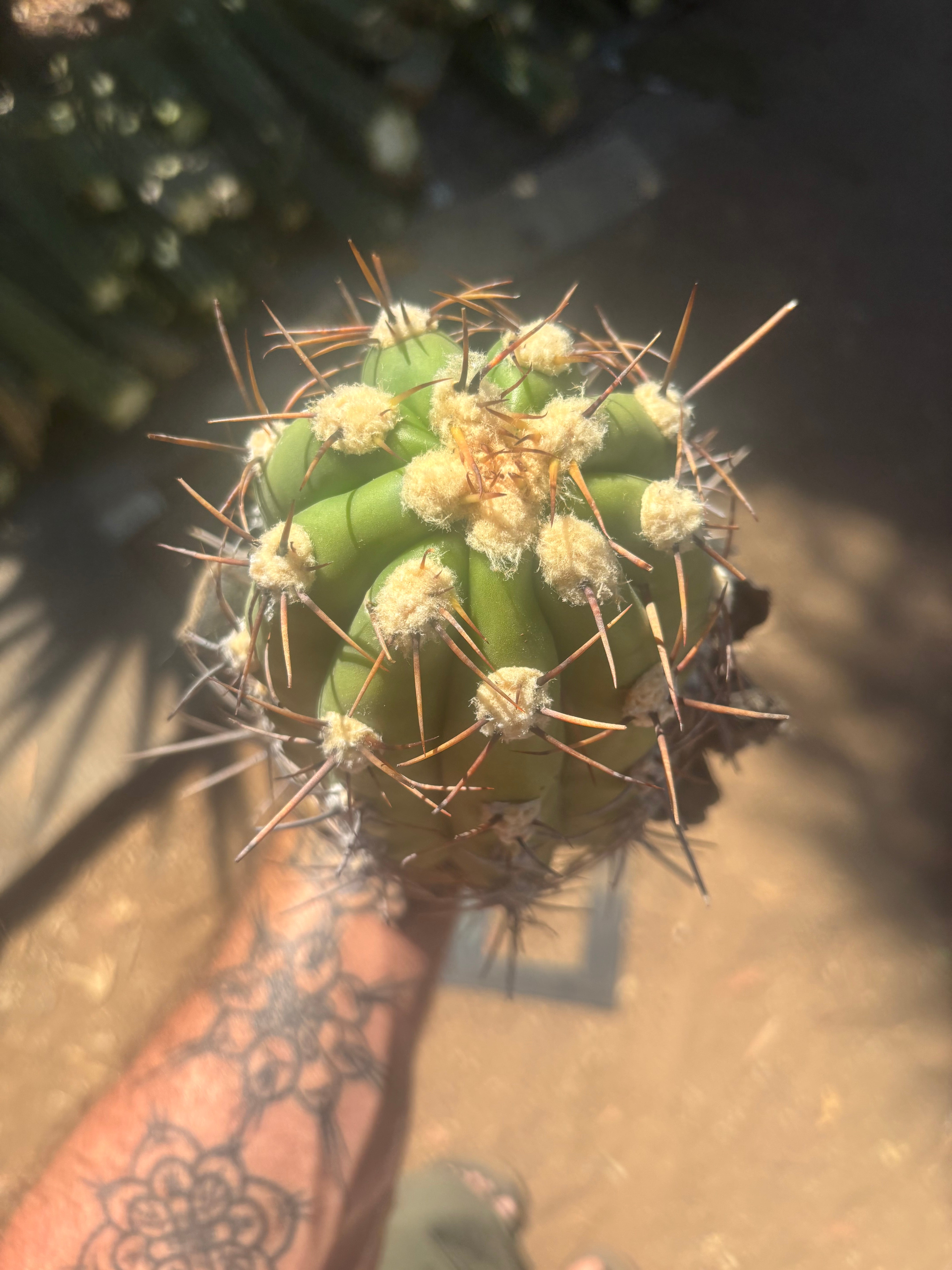 💎⚔️ Taquimbalensis — 8” Spike Melon