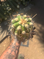 💎⚔️ Taquimbalensis — 8” Spike Melon