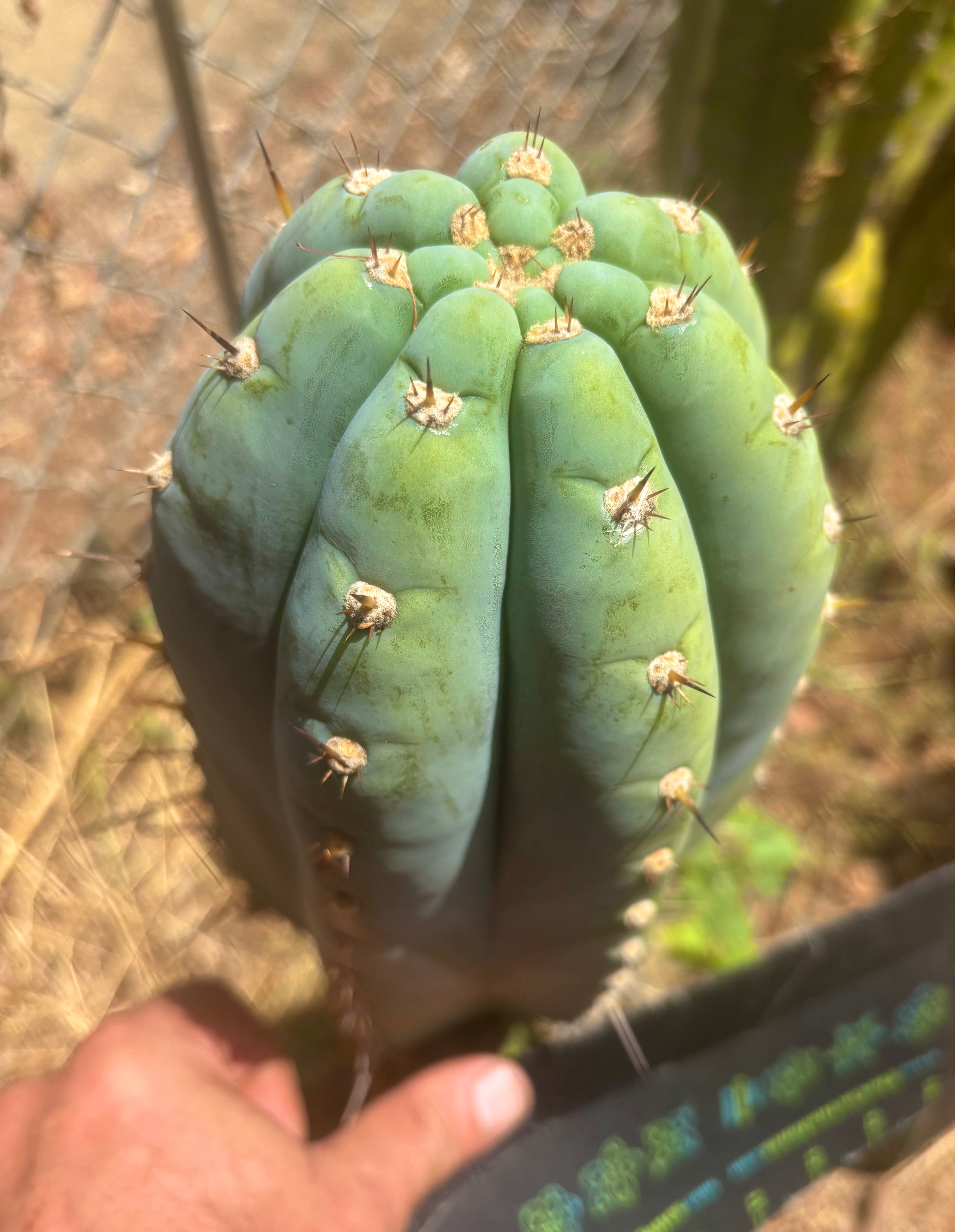 💎👑💎 Althea — *Massive* 9” Tip