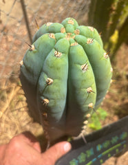 💎👑💎 Althea — *Massive* 9” Tip