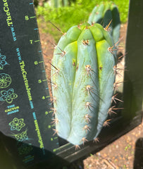 💎👑  Bart! — Chubby 8” Pup