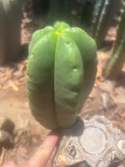 💎👑💎🌶️ Ferah — Fat 7.5” Pup