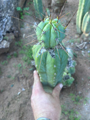 👑💎🌶️  CSD — Beefy Tip Graft