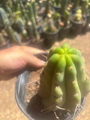 💎🌶️🌶️ NOM — Fully Rooted Grenade