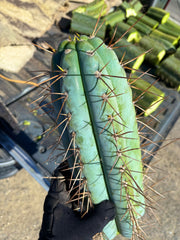 💎👑 Chuck’s Peru C — MASSIVE 14” Tip