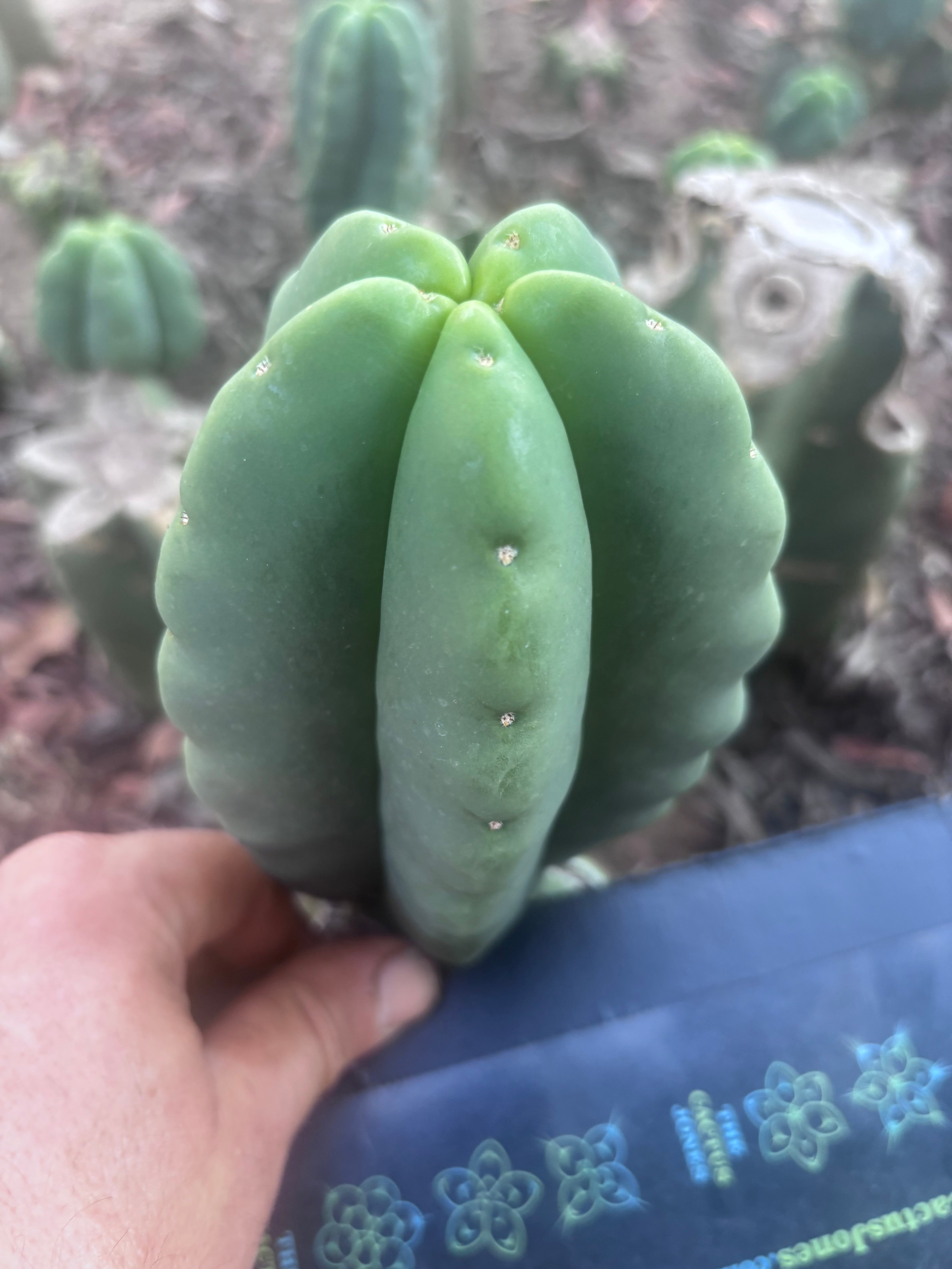 Custom Listing for Ron H