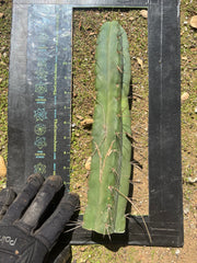 🌶️ Restocked —Baker x Helen  — 12” Tips