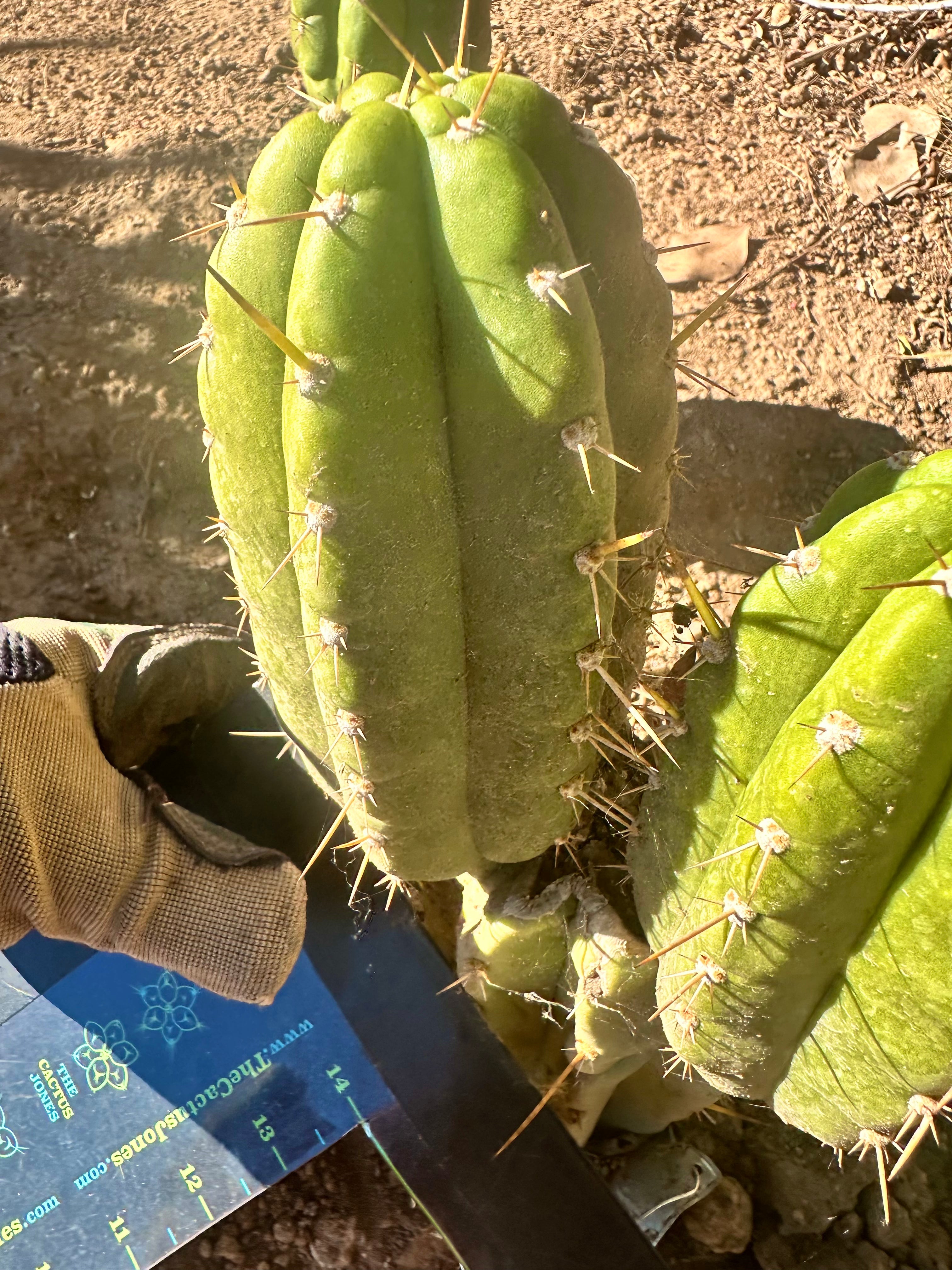 👑 T.Maranonensis — Fat Grenade Pup