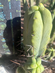 👑💎🌶️ Caballero — 8” Fourwang Pup