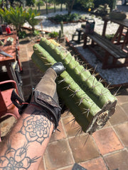 🌶️ SS02 x Kimura’s Spiny Giant   — Massive NOTCHY 14” Mid