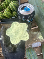 New FREE ADD-ON  — 🌶️ Chuck’s Bridge — 3-4” Roota-Chonk.