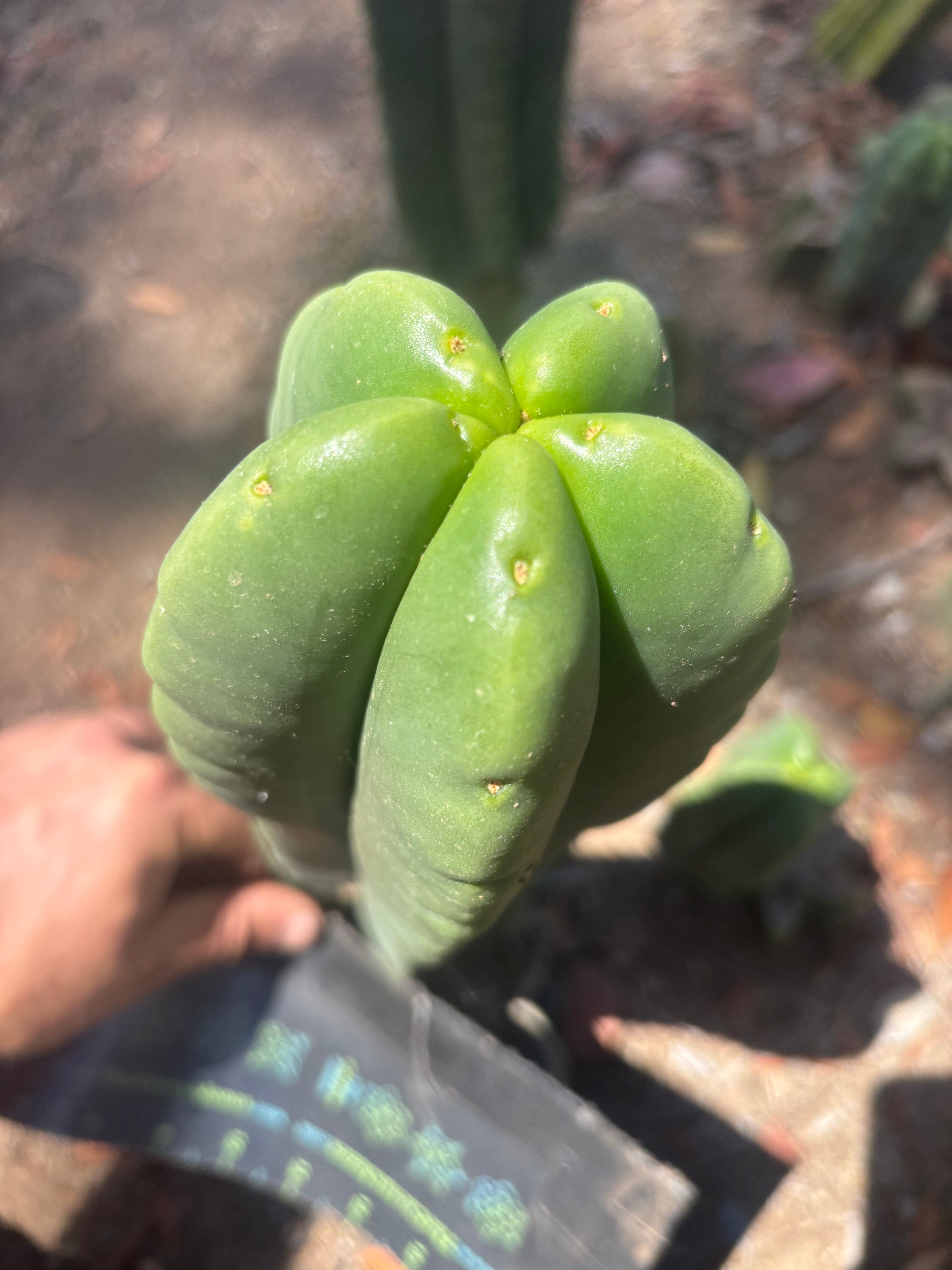 💎👑🌶️ Ferah — 9” Tip