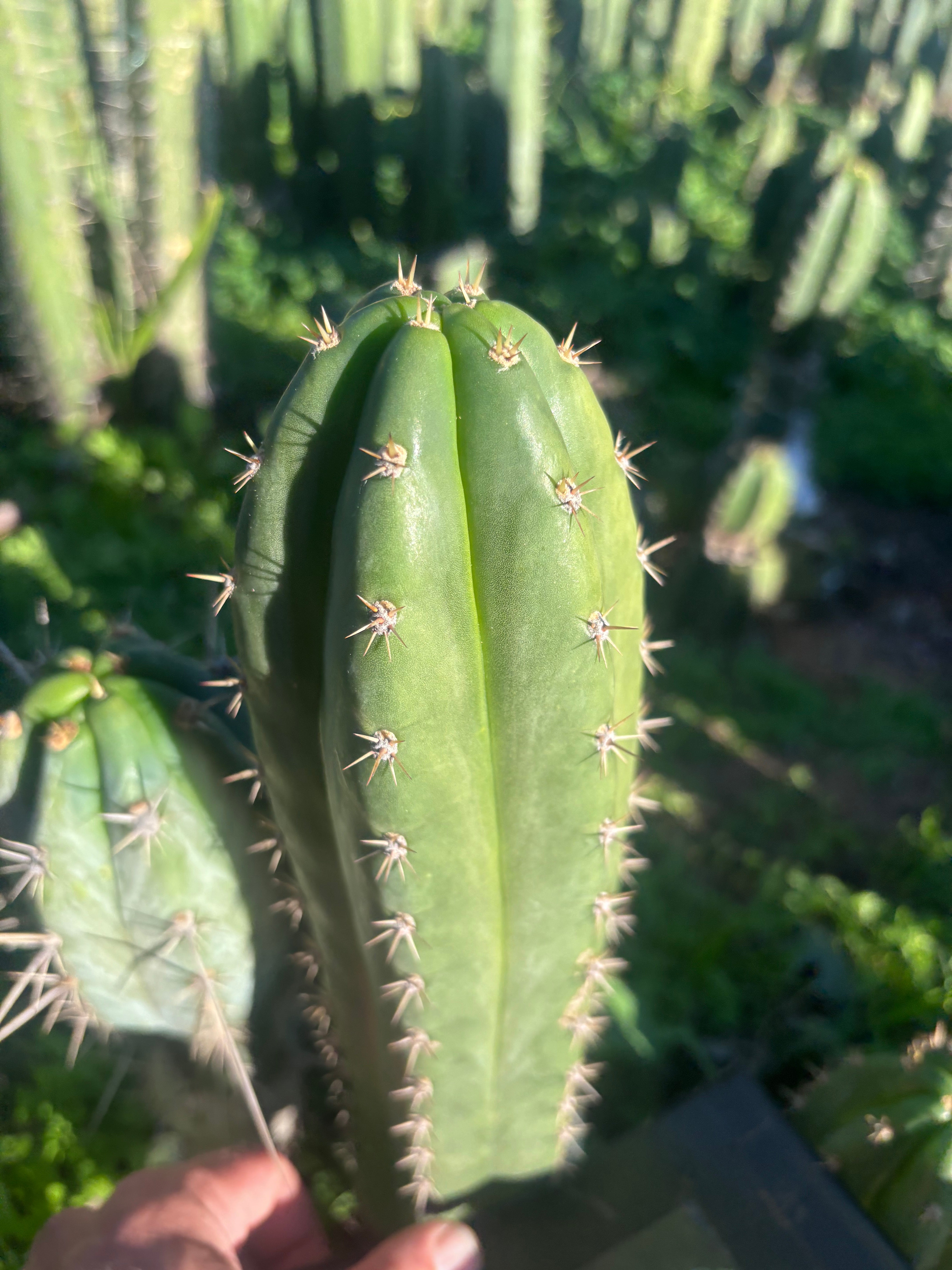 👑🌶️ Huancabamba— 10” Tip