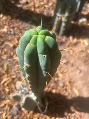 💎👑💎 Amazonas — 9” Pup