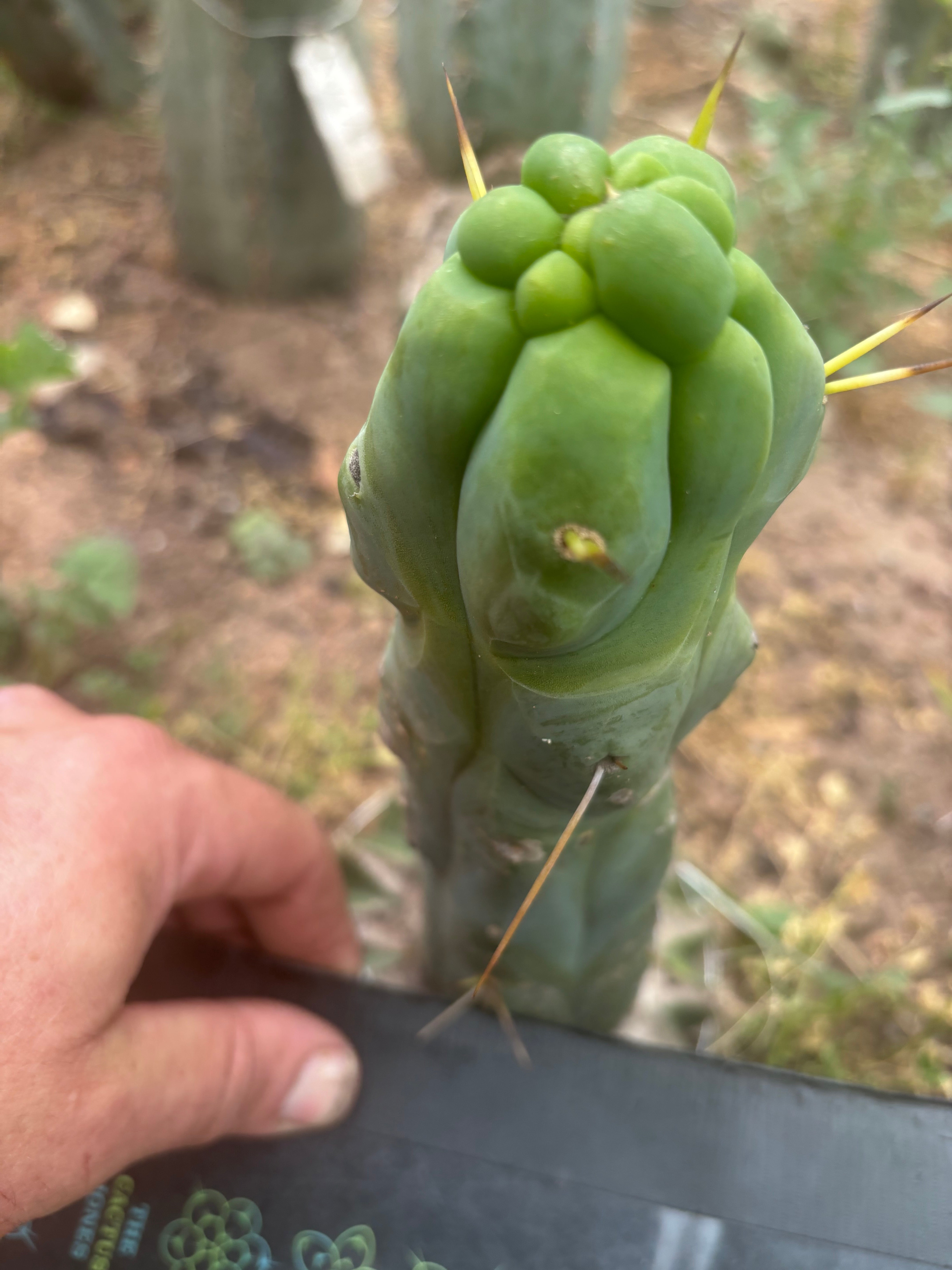 💎👑💎🌶️ Monster De Cota Cota — 7” Tip