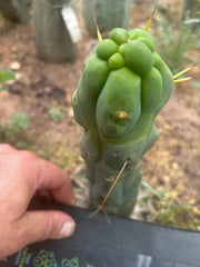 💎👑💎🌶️ Monster De Cota Cota — 7” Tip