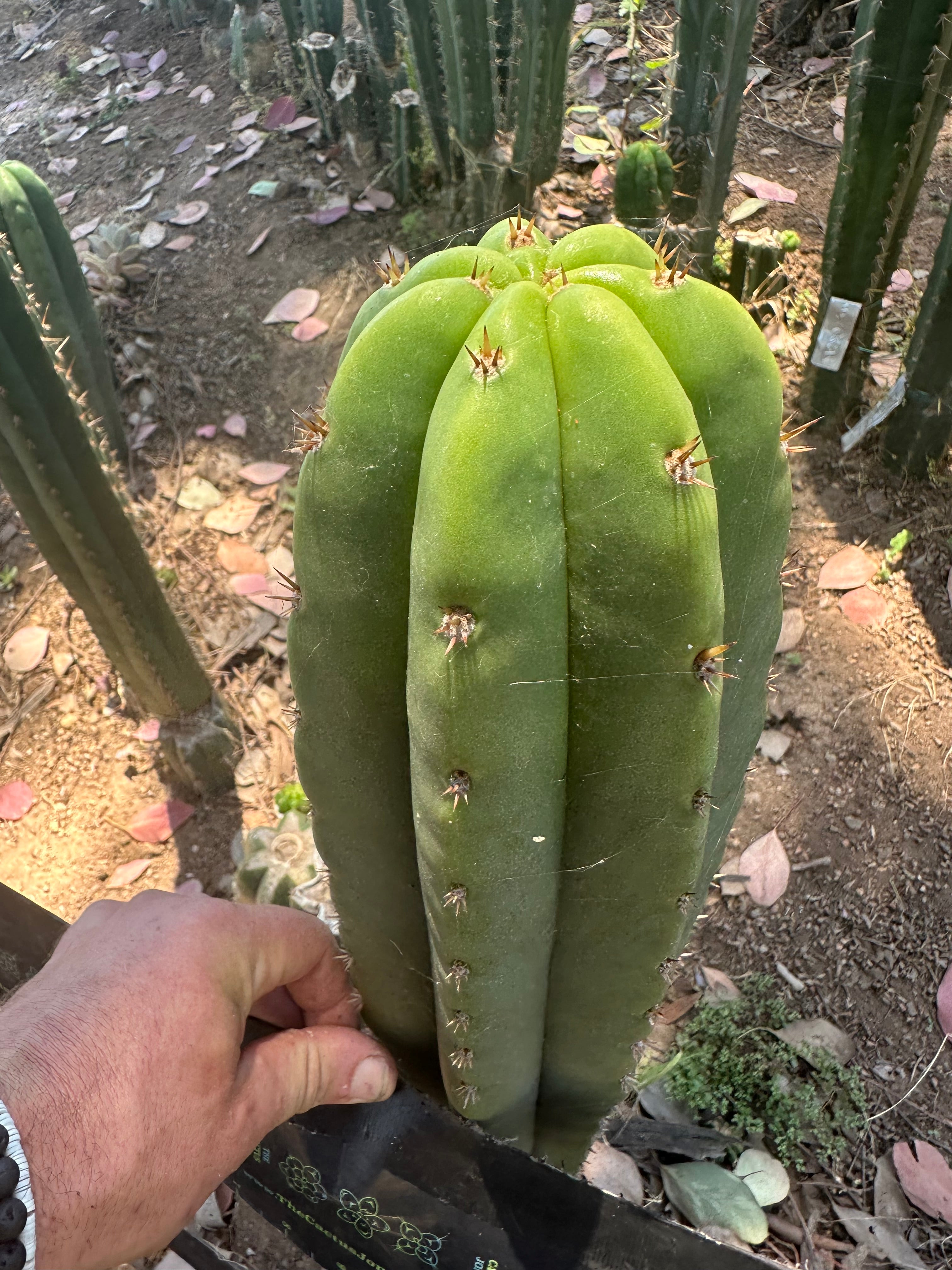 Bertha x Scop — *GIRTHY* 10” Tip