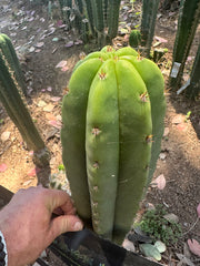 Bertha x Scop — *GIRTHY* 10” Tip