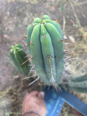 👑🌶️🌶️ Pala — 13” Tip