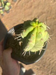 💎🌶️🌶️ NOM — Fully Rooted Grenade