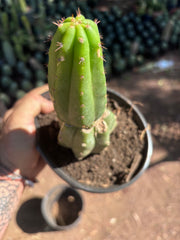 👑🌶️🌶️ KR04 — Another Rooted Slab Graft w/ Pup