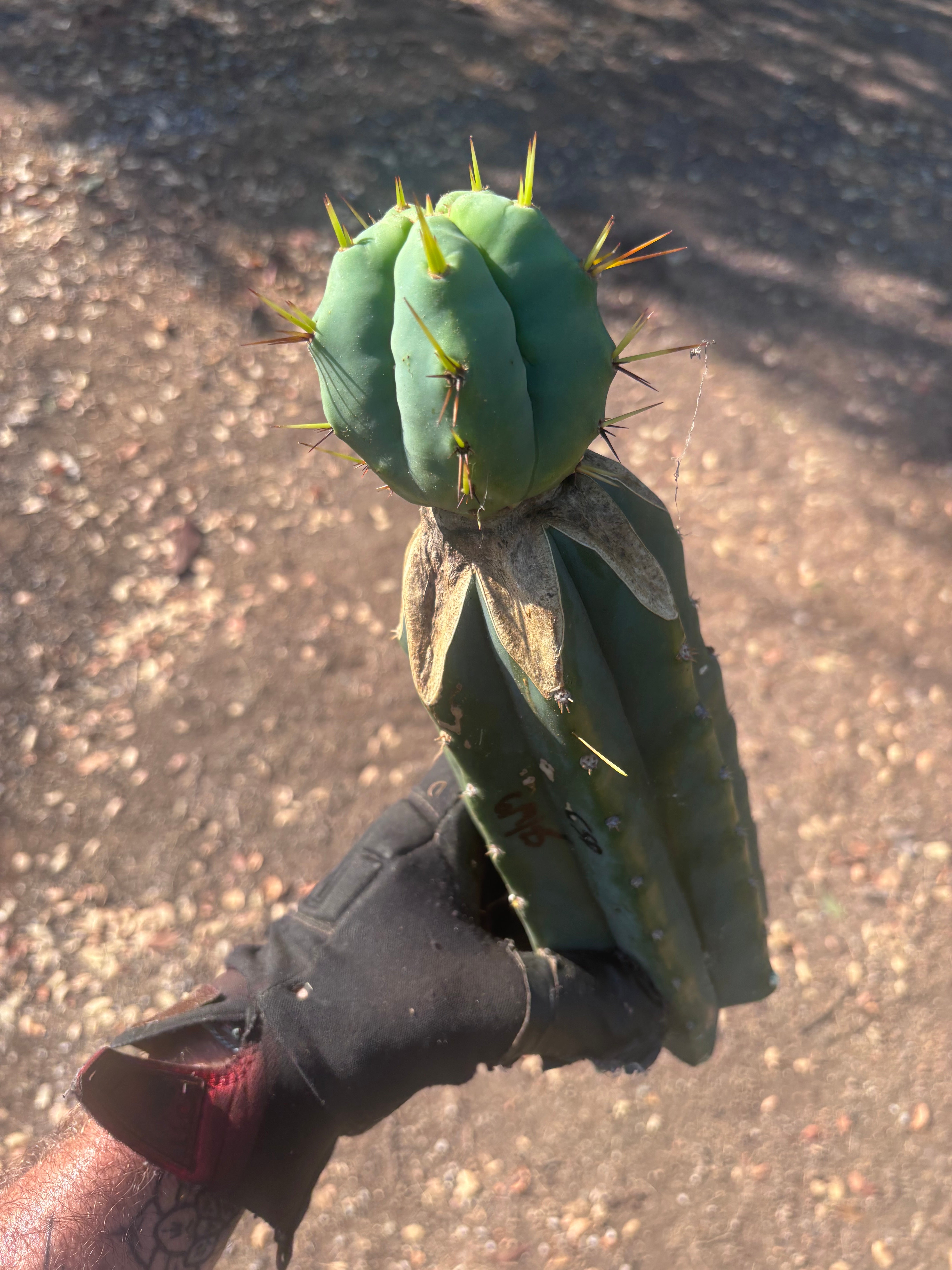 👑💎🌶️  CSD — Beefy Tip Graft