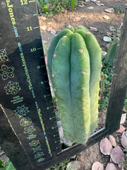 👑🌶️🌶️ Landfill — 11” Pup