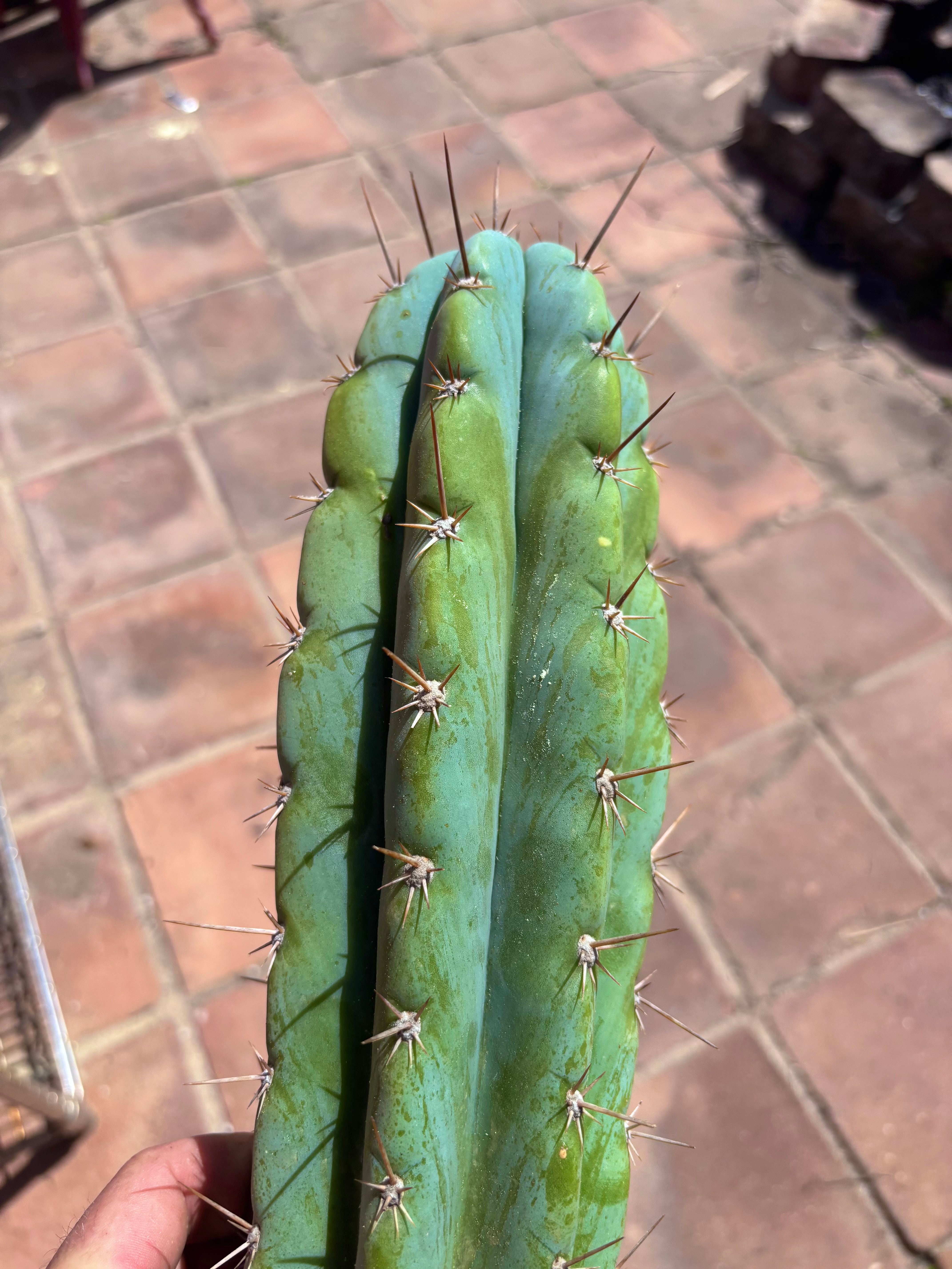 👑 Icaros — 14” Tip