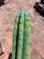 👑 Icaros — 14” Tip