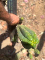 👑🌶️🌶️ Ogun — 14” Tip