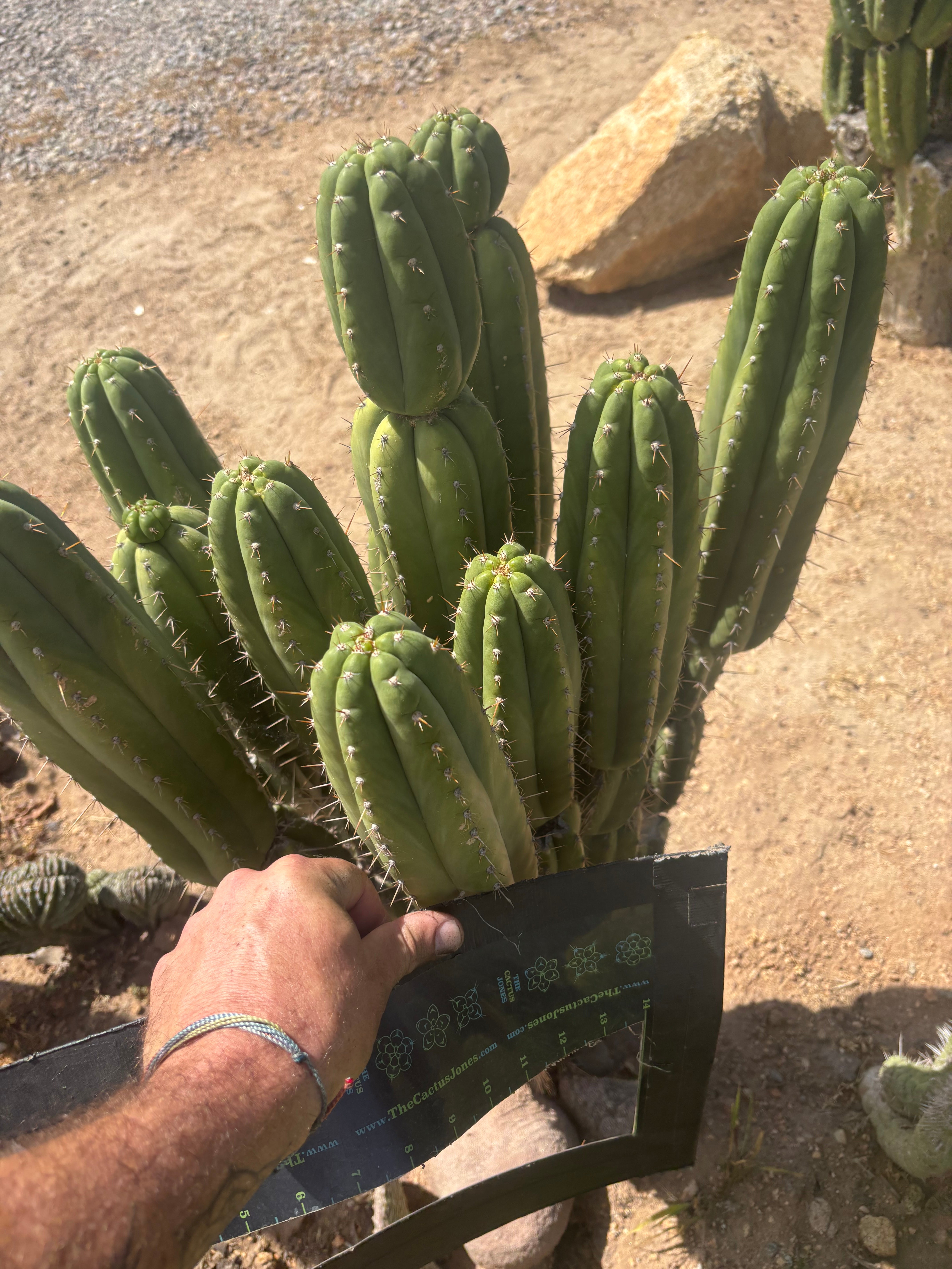 💎👑🌶️ Star Ayacucho  — BATCH DEAL