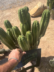 💎👑🌶️ Star Ayacucho  — BATCH DEAL