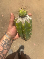 👑💎🌶️  CSD — Tip Graft on PC w/Roots