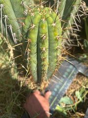 💎👑🌶️ Xochi — XL 16” Tip