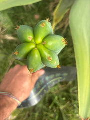 🌶️🌶️ NoidTwo — 10” Tip